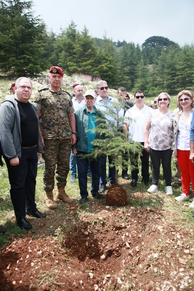 Cedar tree in memory of the Lebanese Commandos Regiment founder
